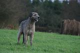 IRISH WOLFHOUND 298